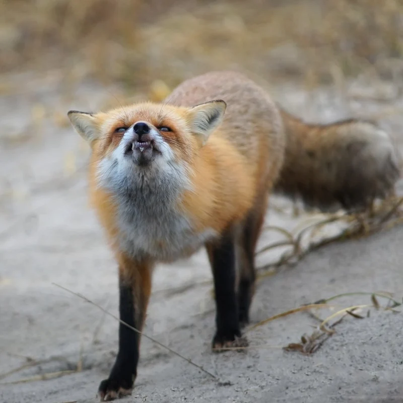 Curious Fox Expression