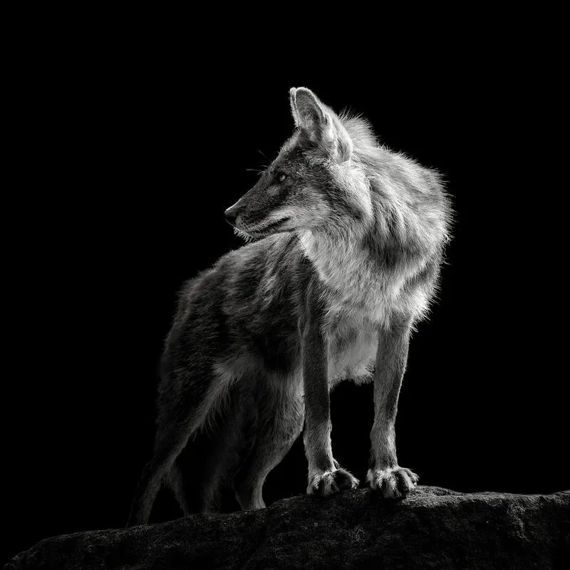 Mysterious Wolf Gaze