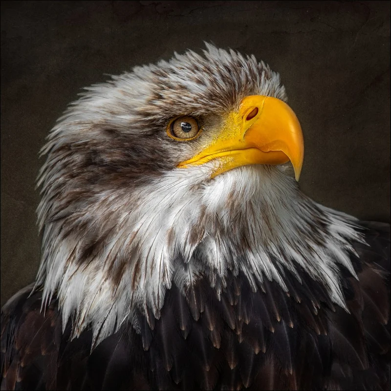 Majestic Bald Eagle