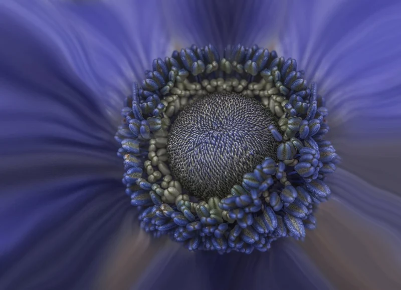Intricate Blue Flower Center