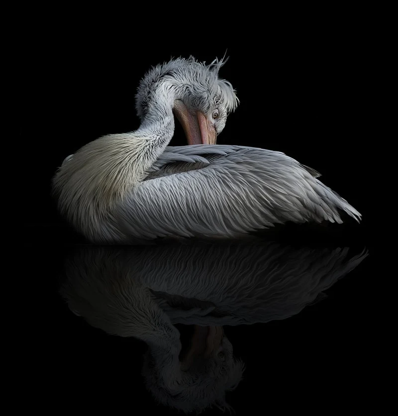 Elegant Pelican Reflection