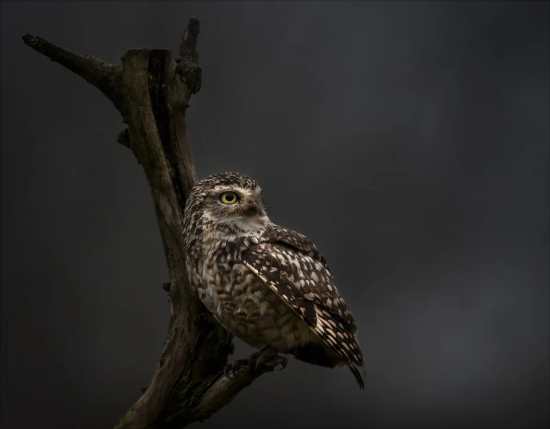 Watchful Burrowing Owl