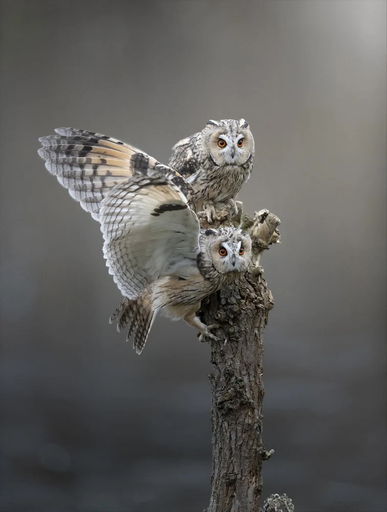 Alert Long-eared Owls