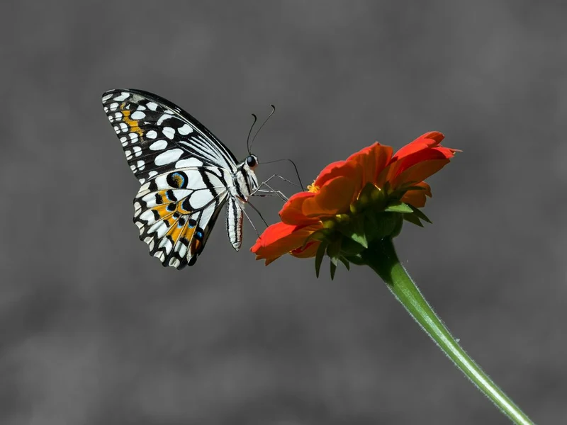Vibrant Butterfly on Orange Flower