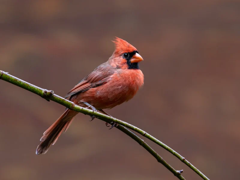 Vivid Red Cardinal