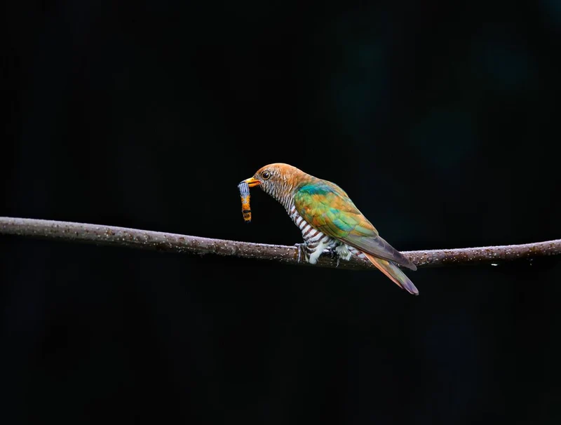 Green Cuckoo With Worm