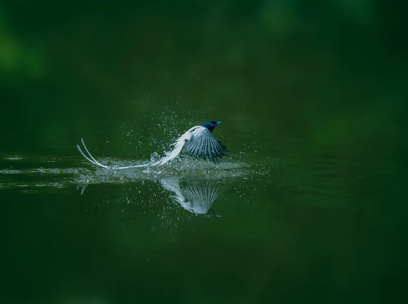 Dynamic Bird Splash