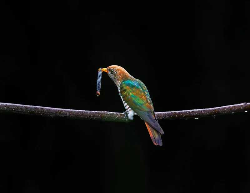 Iridescent Bird with Prey
