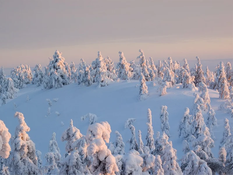 Golden Winter Forest