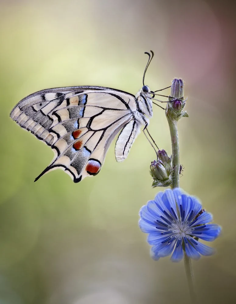 Swallowtail on Blue Chicory