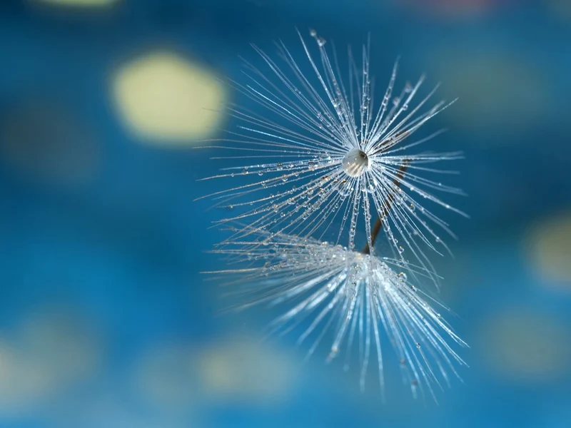 Delicate Dandelion Dewdrops