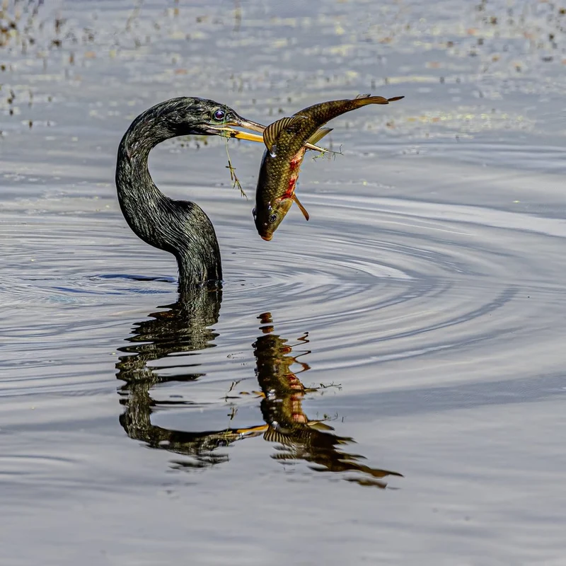 Anhinga Catches Fish