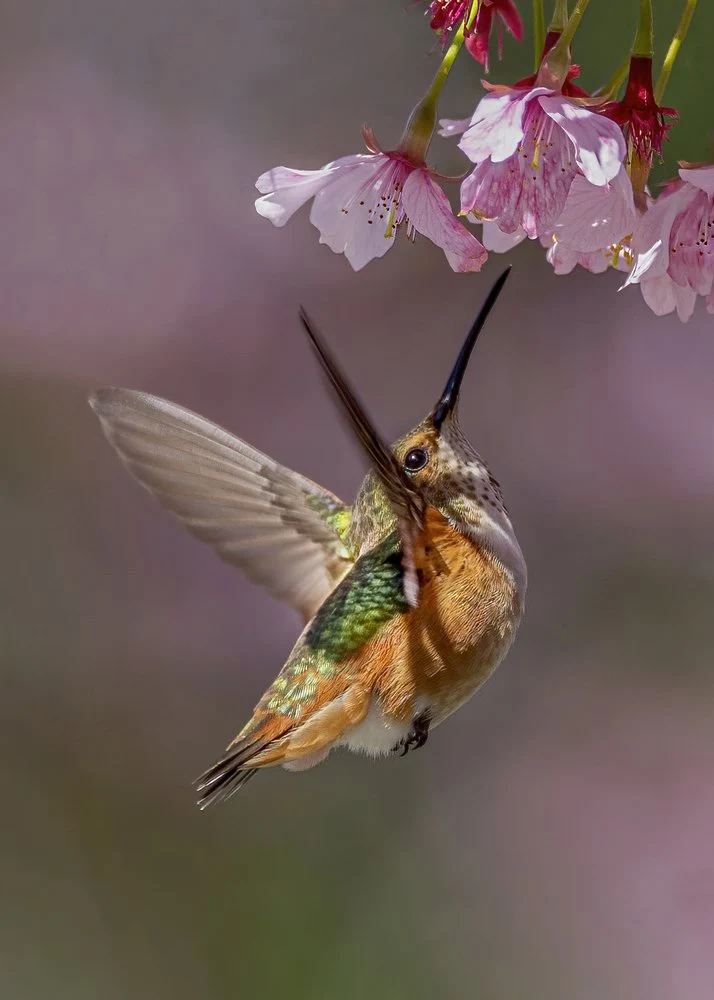 Hummingbird Cherry Blossom