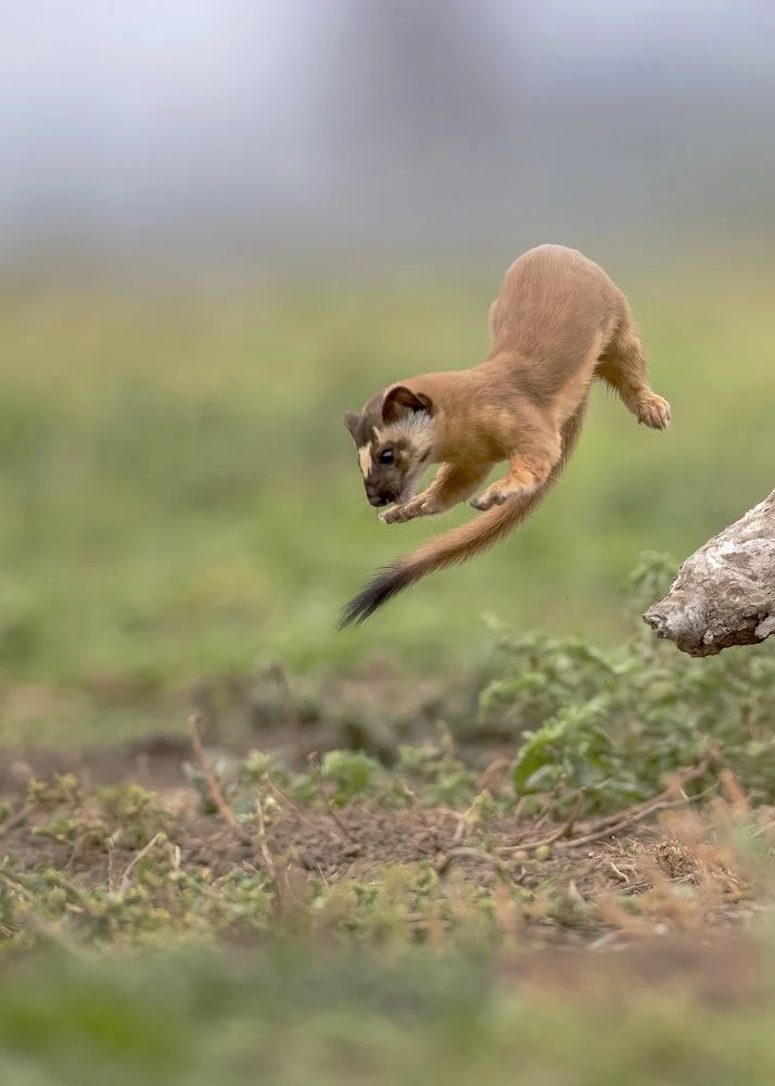 Agile Weasel Leap