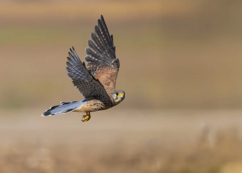 Kestrel in Flight