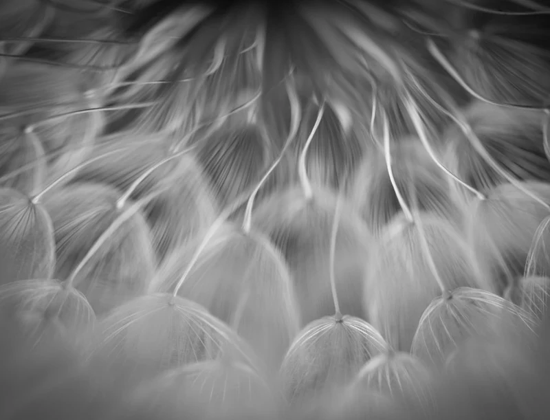 Soft Dandelion Dreams