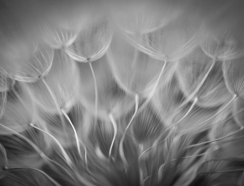 Dandelion Seed Whispers