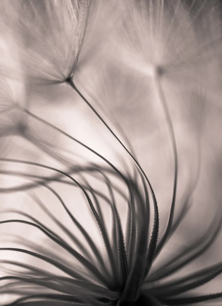 Delicate Dandelion Seeds