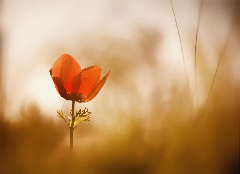 Golden Red Anemone