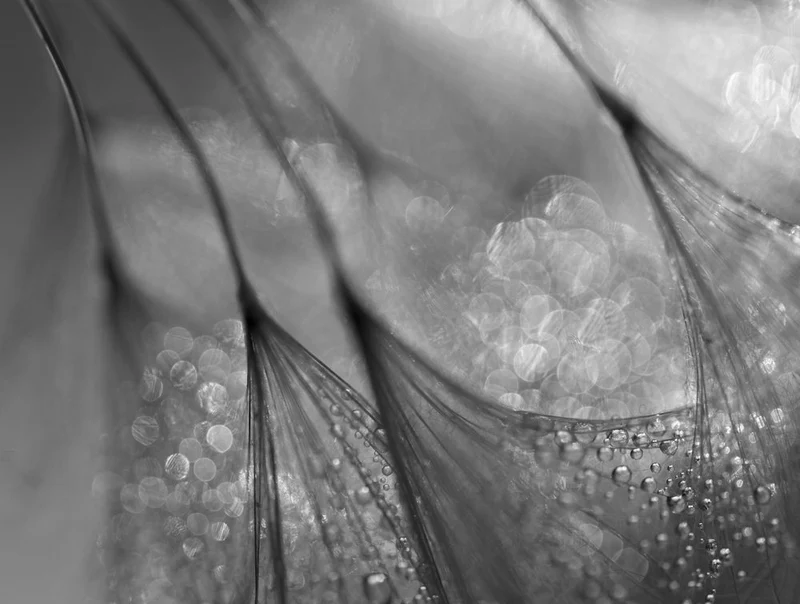 Sparkling Macro Dewdrops