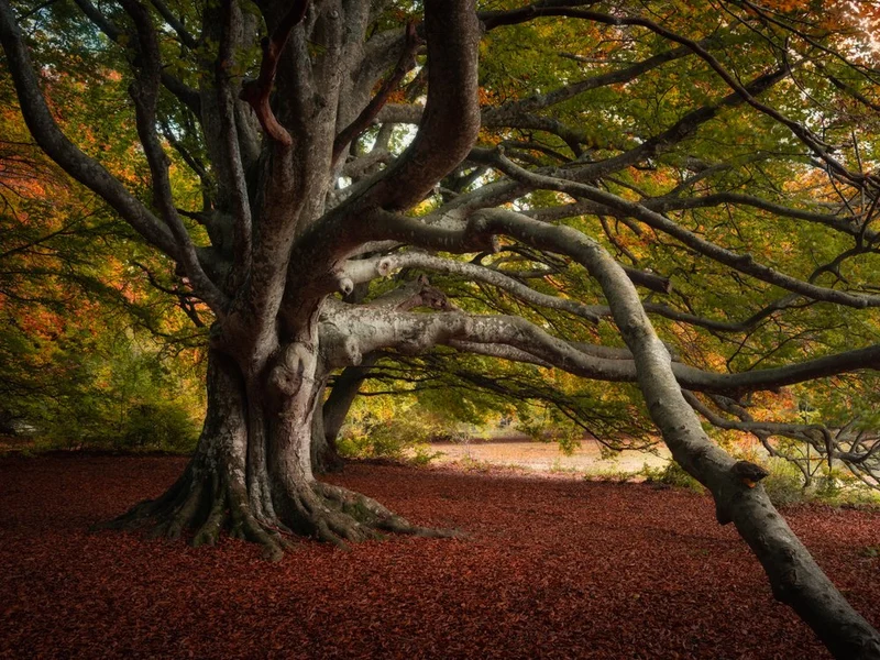 Ancient Autumn Tree