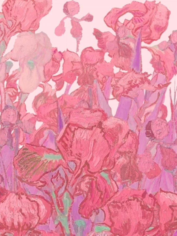 Vibrant Pink Irises