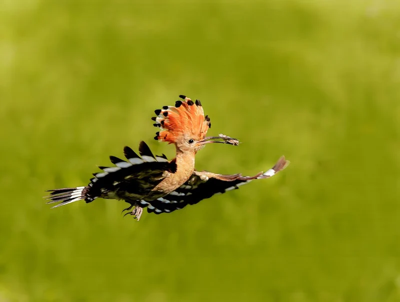 Hoopoe Bird in Flight