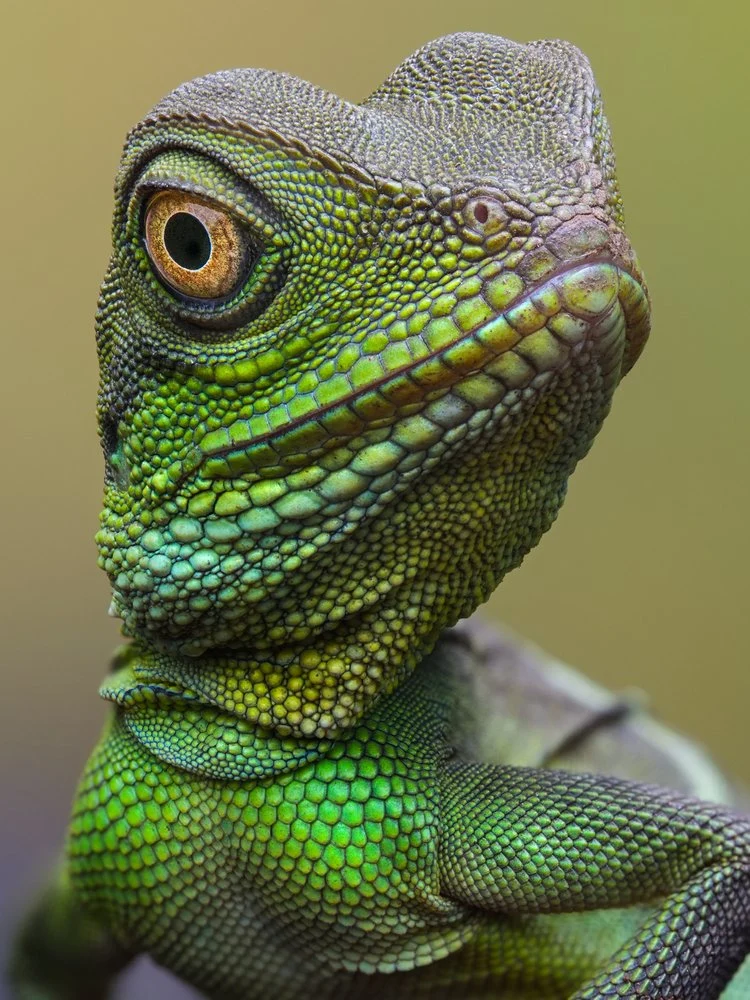 Vibrant Green Lizard
