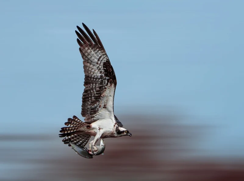 Flying Osprey Fish Catch