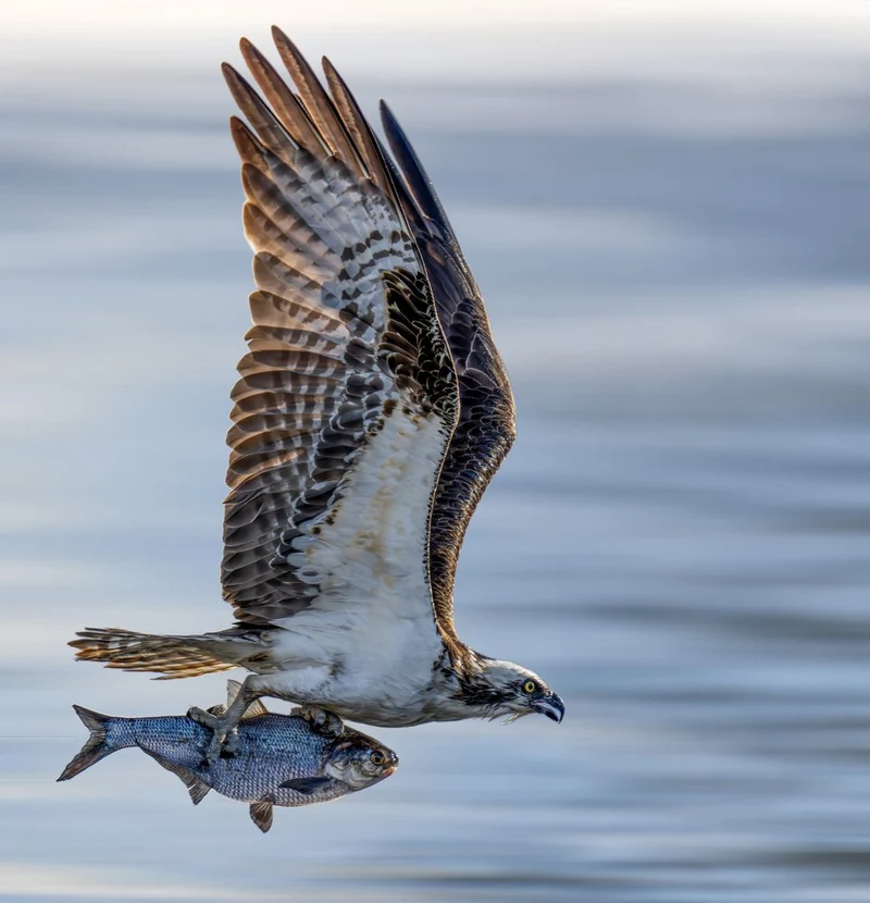 Flying Osprey Catch