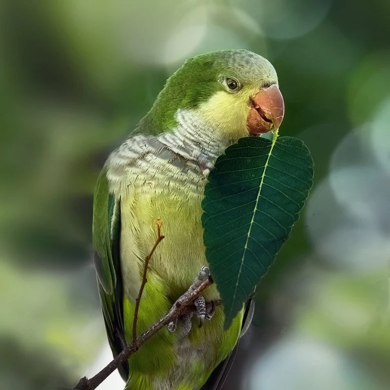 Tropical Parrot with Leaf