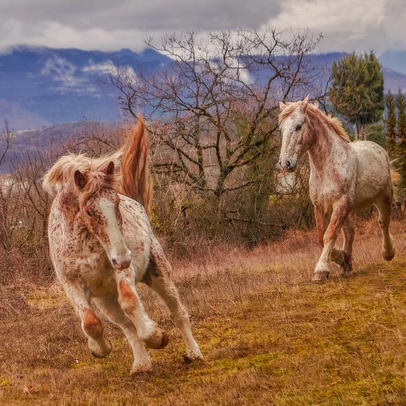 Playful Mountain Horses