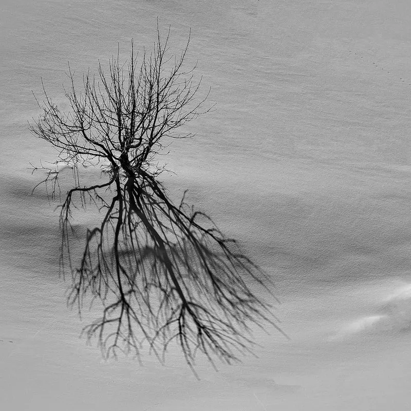Winter Tree Shadow