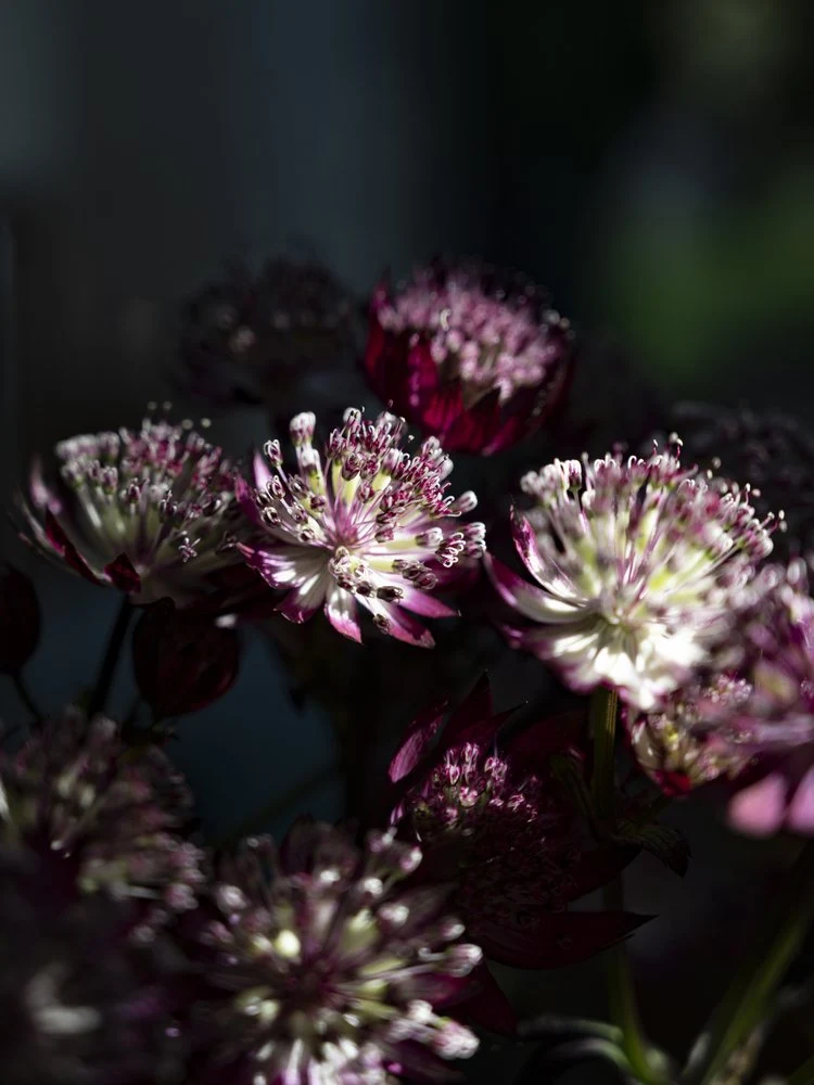 Elegant Purple Blooms