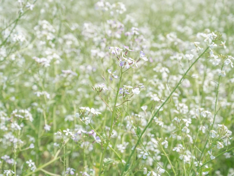 Soft Flower Field