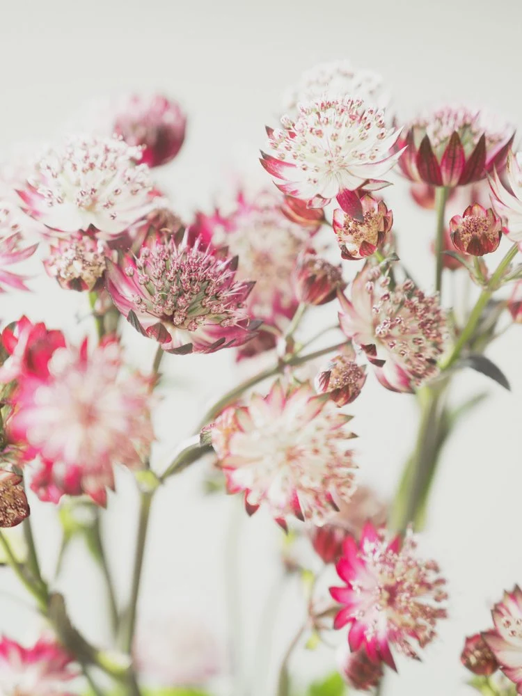 Delicate Pink Blooms