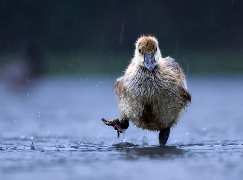 Cute Duckling Splashing