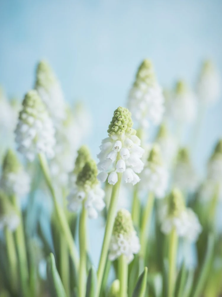 White grape hyacith - pastel flower photography