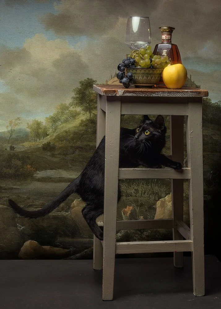 Curious Cat Still Life