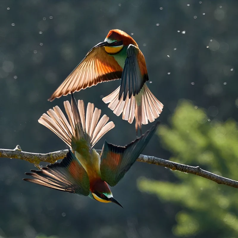 Golden Winged Birds