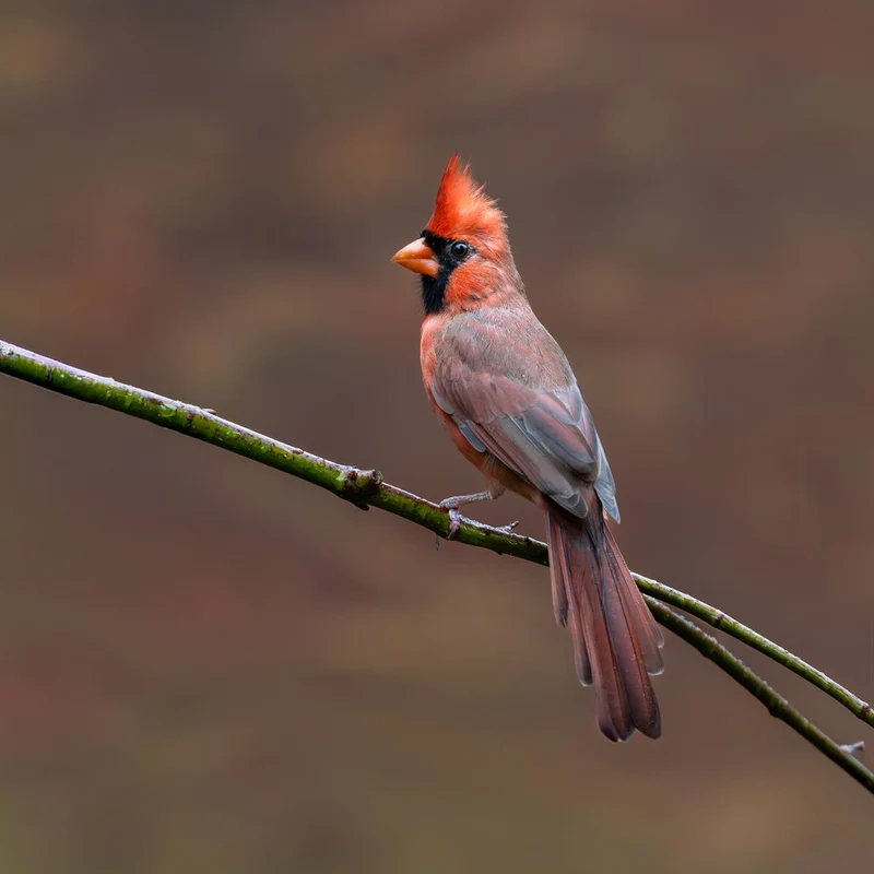 Male Cardinal Perched