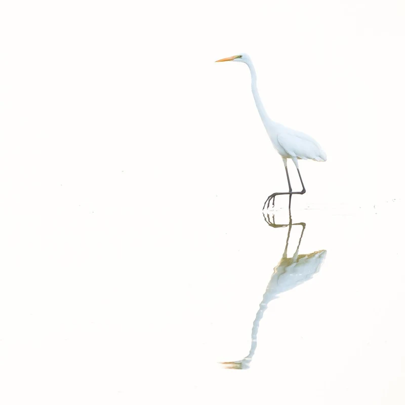 Serene Egret Reflection
