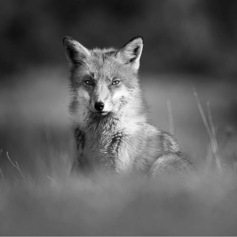 Watchful Fox Gaze