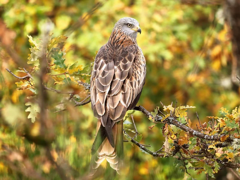 Autumn kite