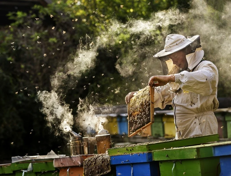 The Apiarist