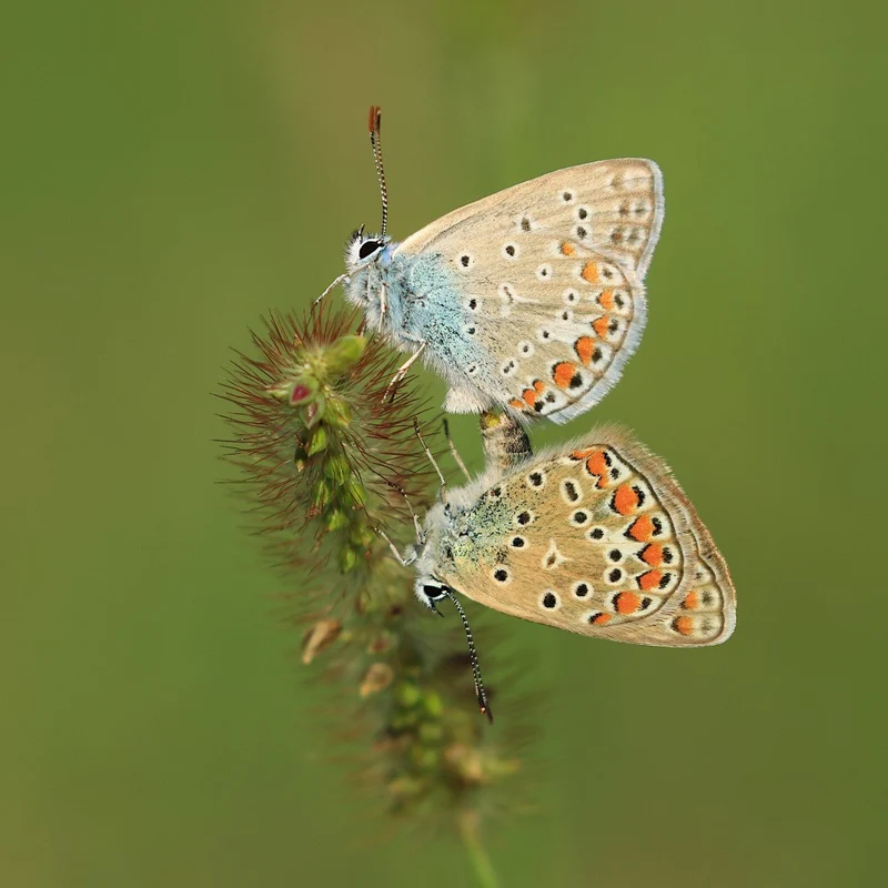 Butterflies reproduction