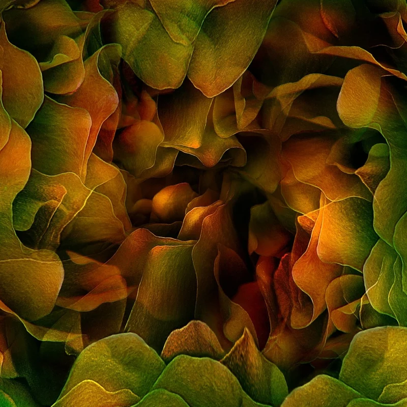 Shelter of dreams