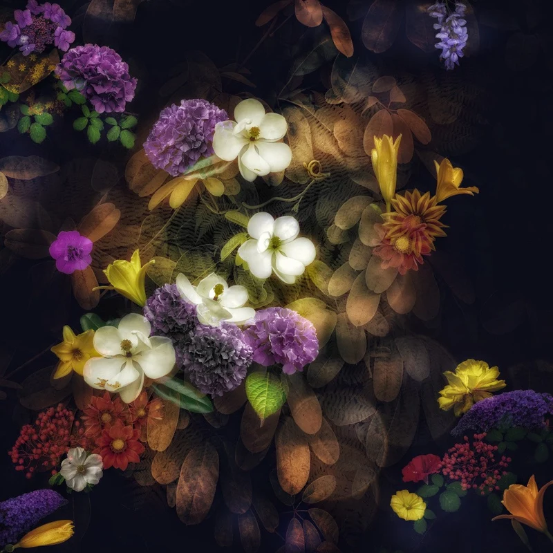 Mirabilis