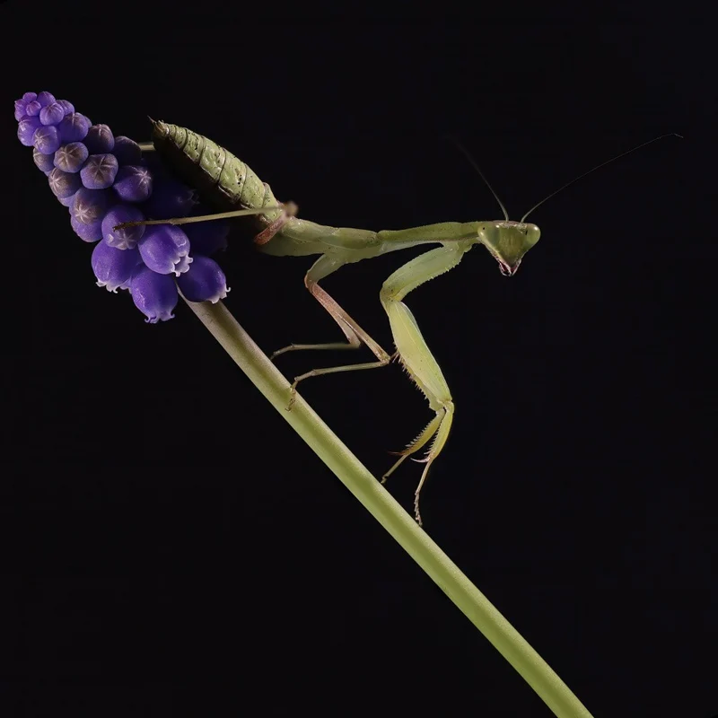 Asian Mantis