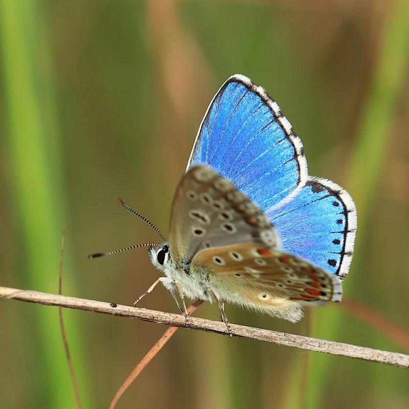 Adonis blue